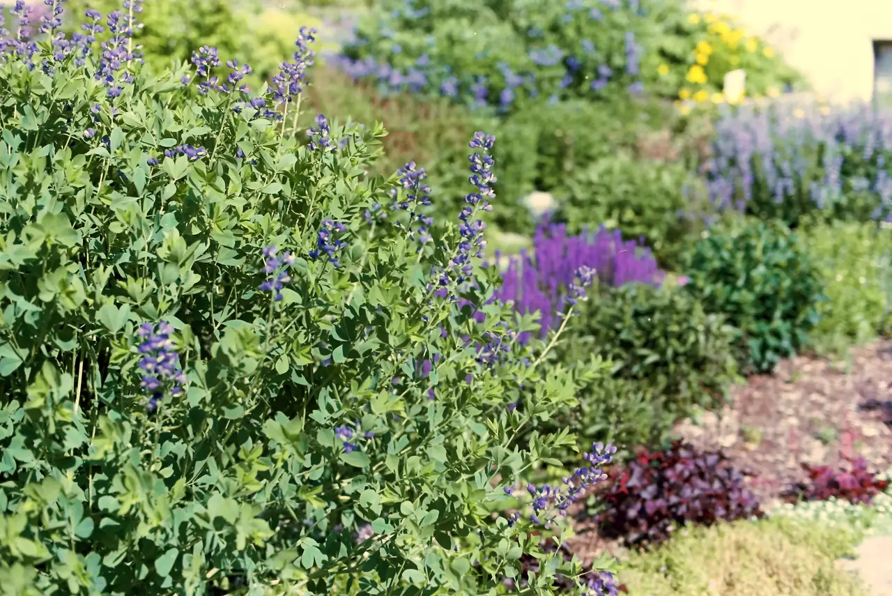 A garden border of blue false indigo in front of purple and blue flowering perennials